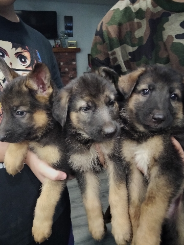Old German Shepherd Dog – German shepherd puppies