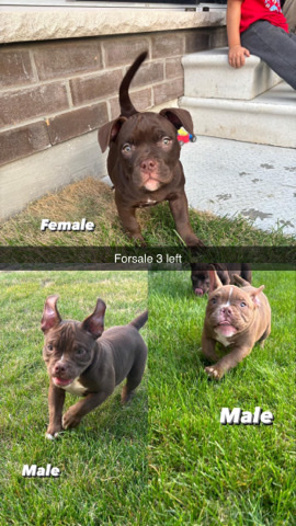 Bulldog – Micro bully’s