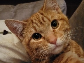American Shorthair – A Sweet Boyo – San Francisco