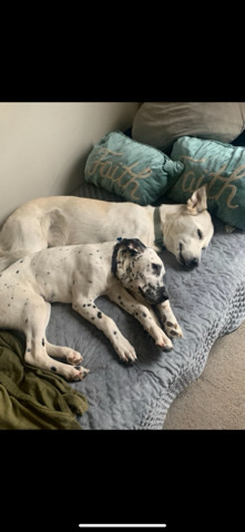 Labrador Husky – rehome