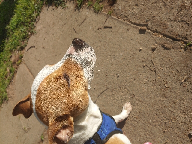 American Pit Bull Terrier – Sell my dog