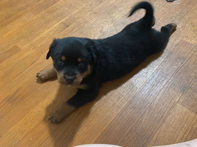 Rottweiler – Rottweiler puppys