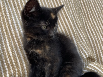 Kitten for sale – Ilford