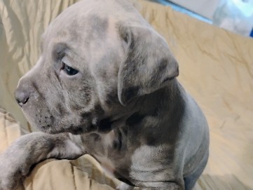 American Pit Bull Terrier – Pitbull puppies need a good home!