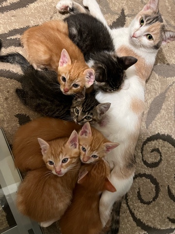 American Shorthair – Tabby kittens