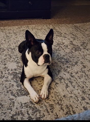 Boston Terrier – One Year Boston Terrier