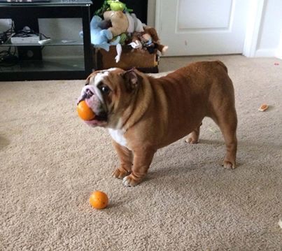 Bulldog – for sale