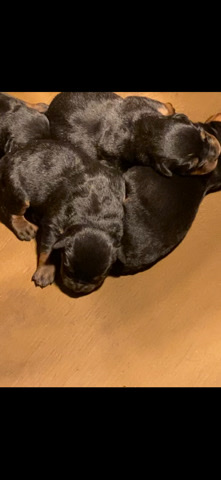 Rottweiler – German Rottweiler