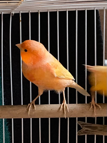 Canaries