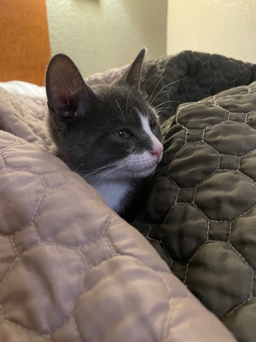 Cat for free