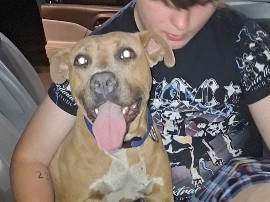 American Staffordshire Terrier – American Staffordshire Terrier. – Shelbyville