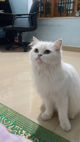 Persian (Modern) – Female persian cat
