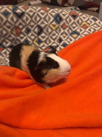 Any – Baby Guinea pig for sell