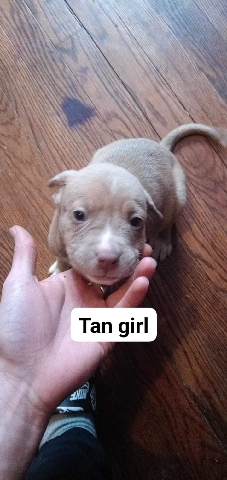 Cane Corso – cane corso /pit