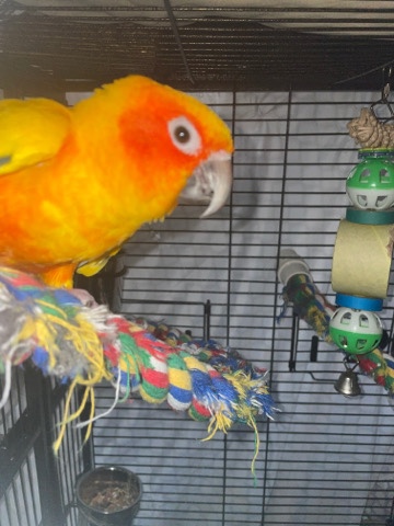 beautiful sun conure