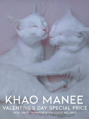 Khao Manee – Khao Manee Boy Kitten