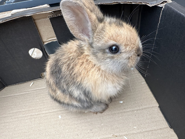Two lovely rabbits/ cross between Dutch & Mini Lo