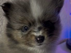 Pomeranian puppies 