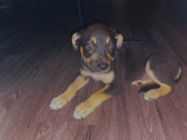 American Pit Bull Terrier – Gemini