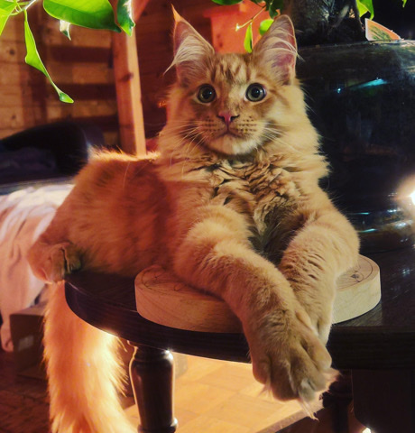 Maine Coon – Saillie Maine ****