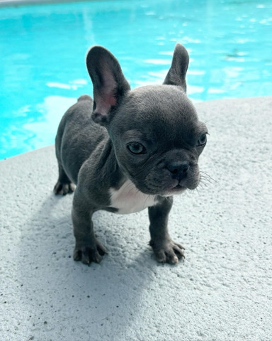 Mini Blue Frenchie