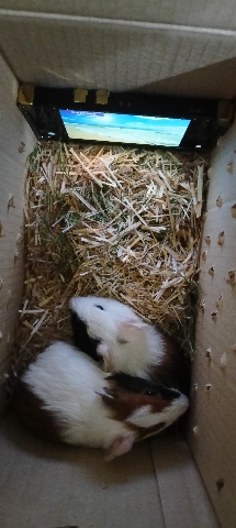 Any – guniea pig