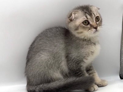 Scottish Fold – Scottish fold female – New York