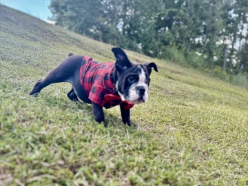 Bulldog – MALE English Bulldog puppy Pure Blood