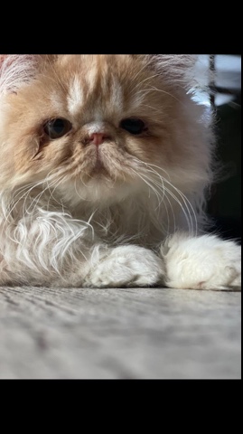 excellent quality kittens