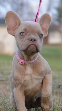 French Bulldog – Isabela