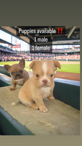 French Bulldog – Frenchie