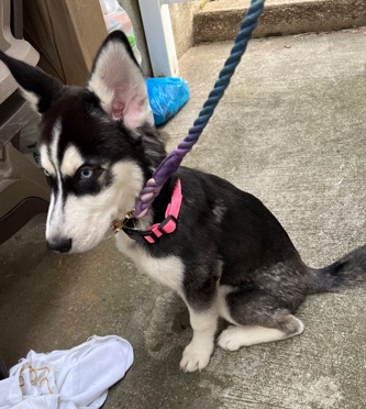 Siberian Husky – Husky for sale