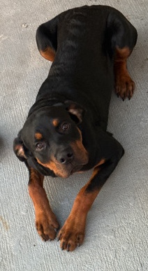 Rottweiler – Rottweiler puppy in need of a new home