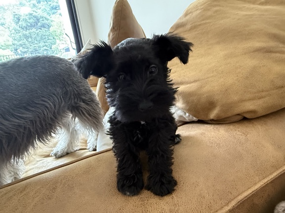 Miniature Schnauzer - Miniature Schnauzer Gia available for adoption in Los Angeles