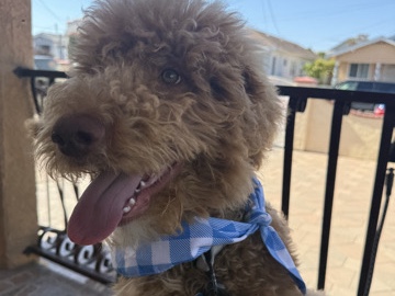 Goldendoodle – find Bruno a new home – Los Angeles