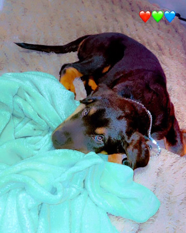 Rottweiler – puppy for sale