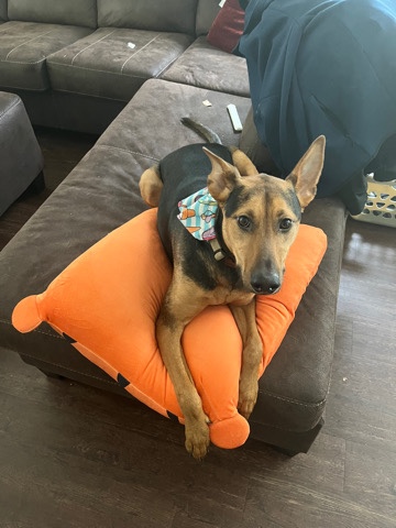 German Shepherd – German shepherd