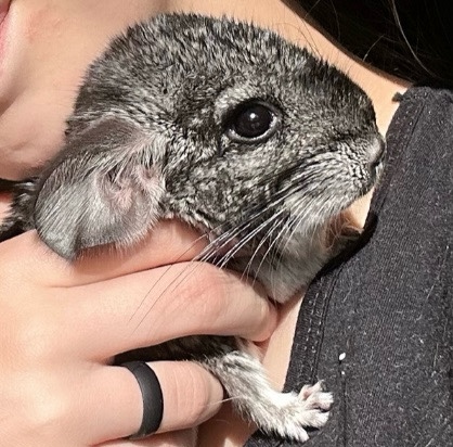 Approximately 1 year old, male, chinchilla