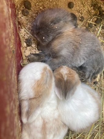 Holland Lop – conejos bebes holandeses