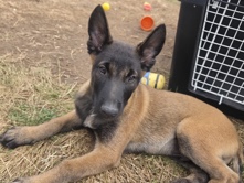 Belgian Shepherd Dog (Malinois) – Belgian Malinois for sale – London
