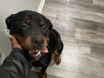 Rottweiler – Rottweiler – Hilton Head Island