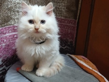 Persian (Modern) – A cute Persian kitten – New Delhi