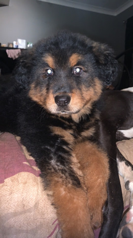 Tibetan Mastiff – Tibetan Mastiff girl