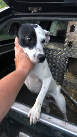 Jack Russell Terrier – jack russle