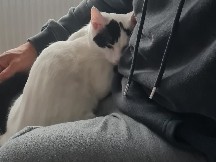 Russian White, Black and Tabby – looking for a new home