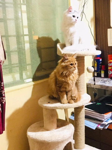 Persian (Modern) – fully vaccinated