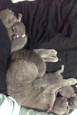 British Longhair – 4 British blue kittens