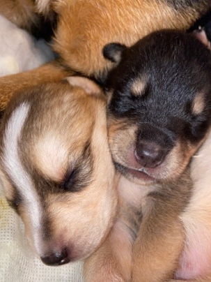 Siberian Husky – Huskey/Rottweiler/ Pitbull puppies