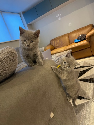 British Shorthair – British shorthair kittens