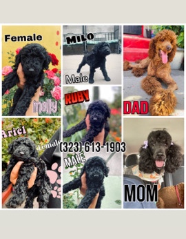 Poodle – standard poodle puppies